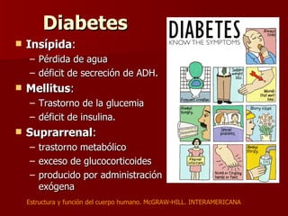 DiabetesDiabetes
 InsípidaInsípida::
– Pérdida de aguaPérdida de agua
– déficit de secreción de ADH.déficit de secreción de ADH.
 MellitusMellitus::
– Trastorno de la glucemiaTrastorno de la glucemia
– déficit de insulina.déficit de insulina.
 SuprarrenalSuprarrenal::
– trastorno metabólicotrastorno metabólico
– exceso de glucocorticoidesexceso de glucocorticoides
– producido por administraciónproducido por administración
exógenaexógena
Estructura y función del cuerpo humano. McGRAW-HILL. INTERAMERICANA
 