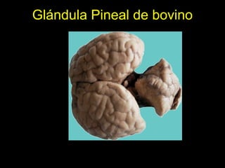 Glándula Pineal de bovino
 