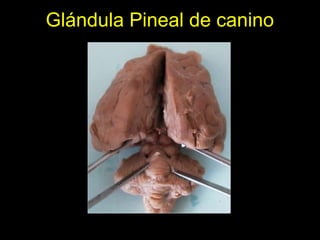 Glándula Pineal de canino
 