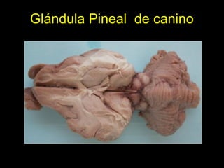 Glándula Pineal de canino
 