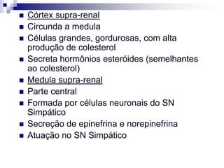    Córtex supra-renal
   Circunda a medula
   Células grandes, gordurosas, com alta
    produção de colesterol
   Secreta hormônios esteróides (semelhantes
    ao colesterol)
   Medula supra-renal
   Parte central
   Formada por células neuronais do SN
    Simpático
   Secreção de epinefrina e norepinefrina
   Atuação no SN Simpático
 