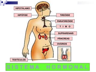 HIPOTÁLAMO


     HIPÓFISE       TIREÓIDE

                  PARATIREÓIDE

                   T I M O


                  SUPRARENAIS

                  PÂNCREAS

                  OVÁRIOS




 TESTÍCULOS


SISTEMA         HORMONAL
 