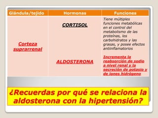 Glándula/tejido     Hormonas         Funciones
                                Tiene múltiples
                                funciones metabólicas
                   CORTISOL
                                en el control del
                                metabolismo de las
                                proteínas, los
                                carbohidratos y las
   Corteza                      grasas, y posee efectos
 suprarrenal                    antiinflamatorios

                                Incrementa la
                  ALDOSTERONA   reabsorción de sodio
                                a nivel renal y la
                                secreción de potasio y
                                de iones hidrógeno




¿Recuerdas por qué se relaciona la
 aldosterona con la hipertensión?
 