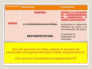 Glándula/tejido
                  Hormonas                        Funciones

                             RENINA               Cataliza la conversión
                                                  de angiotensinógeno
                                                  en    angiotensina   I
                                                  (actúa como enzima)
  RIÑON            1,25 DIHIDROXICOLECALCIFEROL   Incrementa la absorción
                                                  intestinal de calcio y la
                                                  mineralización del hueso

                                                  Incrementa la
                      ERITROPOYETINA              producción de
                                                  eritrocitos.



    Con tus apuntes de clase, repasa el proceso de
conversión de angiotensinógeno hasta angiotensina II.

          ¿Por qué es importante la angiotensina II?
 