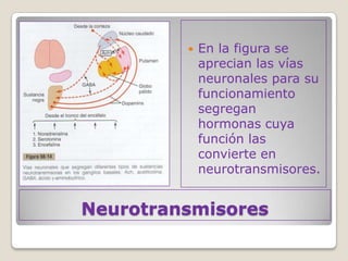    En la figura se
             aprecian las vías
             neuronales para su
             funcionamiento
             segregan
             hormonas cuya
             función las
             convierte en
             neurotransmisores.


Neurotransmisores
 