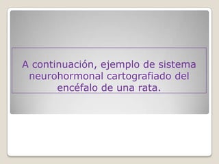 A continuación, ejemplo de sistema
 neurohormonal cartografiado del
       encéfalo de una rata.
 