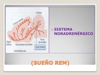    SISTEMA
         NORADRENÉRGICO




(SUEÑO REM)
 