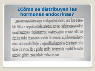 ¿Cómo se distribuyen las
 hormonas endocrinas?
 