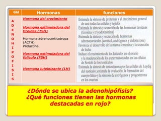 gGld          Hormonas              funciones
       Hormona del crecimiento
A
D
       Hormona estimuladora del
E      tiroides (TSH)
N
O      Hormona adrenocorticotropa
H      (ACTH)
       Prolactina
I
P      Hormona estimuladora del
O      folículo (FSH)
F
I
S      Hormona luteinizante (LH)
I
S


        ¿Dónde se ubica la adenohipófisis?
        ¿Qué funciones tienen las hormonas
               destacadas en rojo?
 