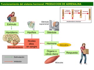 Funcionamiento del sistema hormonal: PRODUCCION DE ADRENALINA




                                        Glándula
    Estímulo                          suprarrenal



   Hipotálamo             Hipófisis           Glándula


                           Niveles
                            altos             Hormona
                                                            Adrenalina
     Retroalimentación    en sangre
                                              Órgano o
                                                                   Respuesta
                                             célula diana
           Estimulación

           Inhibición
                                                      Músculos
 
