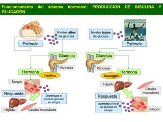 Funcionamiento       del      sistema         hormonal:   PRODUCCION              DE   INSULINA        Y
GLUCAGON



                                      Niveles altos       Niveles bajos
                                       de glucosa          de glucosa

              Estímulo                                                             Estímulo

                                       Glándula              Glándula

                                       Páncreas              Páncreas
              Hormona                                                            Hormona
                           Insulina                               Glucagón
     Sangre
                                                                  Hígado
                                                                                               Células
 Respuesta                                                                                    musculares
                            Disminuye el                      Respuesta
                           nivel de glucosa
                              en sangre
                                                              Aumenta el nivel
                                                               de glucosa en
 Hígado         Células musculares                                sangre                          Sangre
 