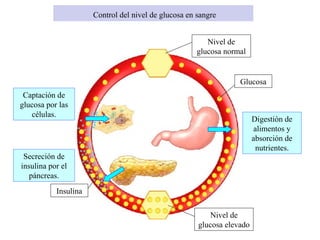 Control del nivel de glucosa en sangre


                                                         Nivel de
                                                      glucosa normal


                                                                  Glucosa
 Captación de
glucosa por las
   células.
                                                                        Digestión de
                                                                        alimentos y
                                                                        absorción de
                                                                         nutrientes.
 Secreción de
insulina por el
   páncreas.
           Insulina


                                                          Nivel de
                                                      glucosa elevado
 