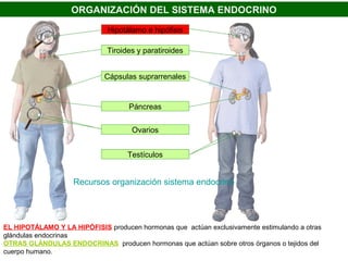 ORGANIZACIÓN DEL SISTEMA ENDOCRINO
                              Hipotálamo e hipófisis

                              Tiroides y paratiroides


                             Cápsulas suprarrenales


                                    Páncreas


                                     Ovarios


                                    Testículos


                    Recursos organización sistema endocrino




EL HIPOTÁLAMO Y LA HIPÓFISIS producen hormonas que actúan exclusivamente estimulando a otras
glándulas endocrinas
OTRAS GLÁNDULAS ENDOCRINAS producen hormonas que actúan sobre otros órganos o tejidos del
cuerpo humano.
 
