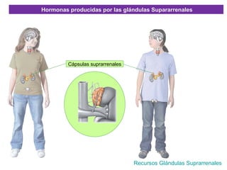 Hormonas producidas por las glándulas Supararrenales




         Cápsulas suprarrenales




                                  Recursos Glándulas Suprarrenales
 