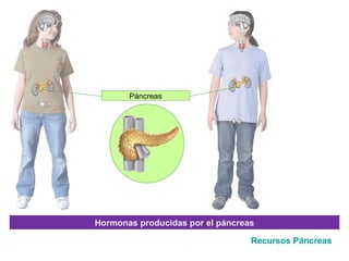 Páncreas




Hormonas producidas por el páncreas

                                  Recursos Páncreas
 