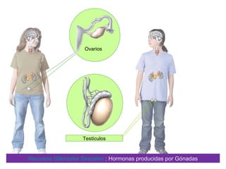Ovarios




                   Testículos



Recursos Glándulas Sexuales : Hormonas producidas por Gónadas
 