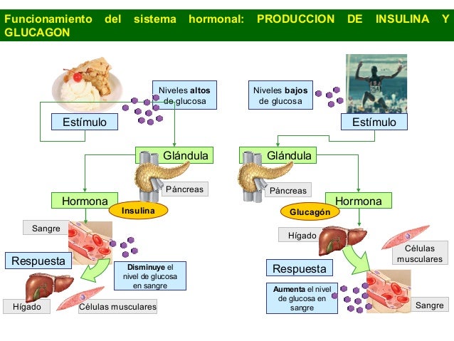 Sistema endocrino