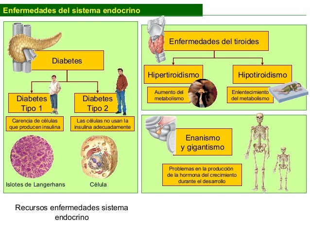 Sistema endocrino