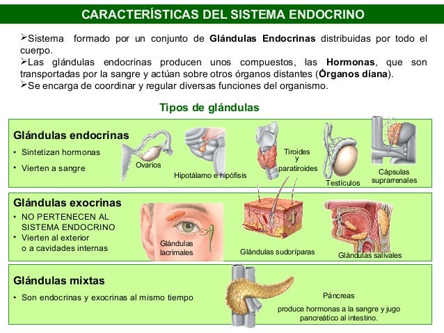 Características De Las Glándulas Endocrinas Y Las Hormonas Mobile Legends