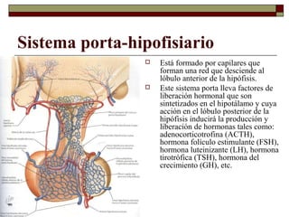 Sistema porta-hipofisiario
                   Está formado por capilares que
                    forman una red que desciende al
                    lóbulo anterior de la hipófisis.
                   Este sistema porta lleva factores de
                    liberación hormonal que son
                    sintetizados en el hipotálamo y cuya
                    acción en el lóbulo posterior de la
                    hipófisis inducirá la producción y
                    liberación de hormonas tales como:
                    adenocorticotrofina (ACTH),
                    hormona folículo estimulante (FSH),
                    hormona luteinizante (LH), hormona
                    tirotrófica (TSH), hormona del
                    crecimiento (GH), etc.
 