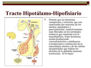 Tracto Hipotálamo-Hipofisiario
                  Permite que las hormonas
                   vasopresina y oxitocina, que son
                   sintetizadas por neuronas de los
                   núcleos supraóptico y
                   paraventricular, respectivamente,
                   sean liberadas en los terminales
                   axónicos que contactan con la
                   neurohipófisis. Estas hormonas
                   actúan produciendo
                   vasoconstricción y antidiuresis
                   (vasopresina) o contracción de la
                   musculatura uterina y de las células
                   mioepiteliales que rodean los
                   alvéolos de la glándula mamaria
                   (oxitocina), en la mujer.
 