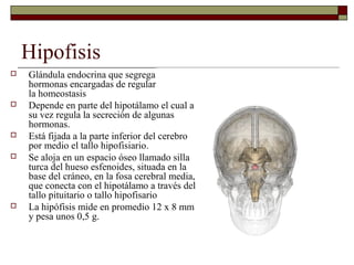 Hipofisis
   Glándula endocrina que segrega
    hormonas encargadas de regular
    la homeostasis
   Depende en parte del hipotálamo el cual a
    su vez regula la secreción de algunas
    hormonas.
   Está fijada a la parte inferior del cerebro
    por medio el tallo hipofisiario.
   Se aloja en un espacio óseo llamado silla
    turca del hueso esfenoides, situada en la
    base del cráneo, en la fosa cerebral media,
    que conecta con el hipotálamo a través del
    tallo pituitario o tallo hipofisario
   La hipófisis mide en promedio 12 x 8 mm
    y pesa unos 0,5 g.
 
