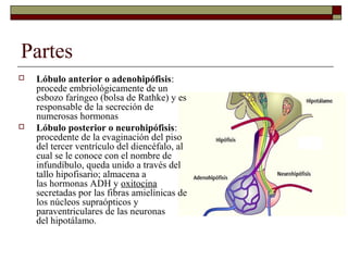 Partes
   Lóbulo anterior o adenohipófisis:
    procede embriológicamente de un
    esbozo faríngeo (bolsa de Rathke) y es
    responsable de la secreción de
    numerosas hormonas
   Lóbulo posterior o neurohipófisis:
    procedente de la evaginación del piso
    del tercer ventrículo del diencéfalo, al
    cual se le conoce con el nombre de
    infundíbulo, queda unido a través del
    tallo hipofisario; almacena a
    las hormonas ADH y oxitocina
    secretadas por las fibras amielínicas de
    los núcleos supraópticos y
    paraventriculares de las neuronas
    del hipotálamo.
 
