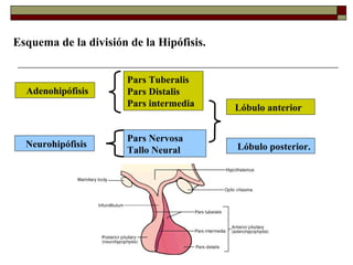Esquema de la división de la Hipófisis.


                       Pars Tuberalis
  Adenohipófisis       Pars Distalis
                       Pars intermedia    Lóbulo anterior


                       Pars Nervosa
  Neurohipófisis                          Lóbulo posterior.
                       Tallo Neural
 