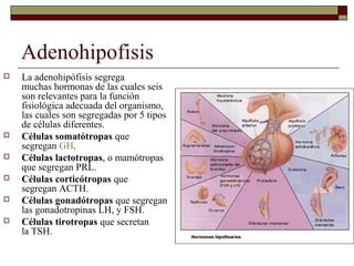 Adenohipofisis
   La adenohipófisis segrega
    muchas hormonas de las cuales seis
    son relevantes para la función
    fisiológica adecuada del organismo,
    las cuales son segregadas por 5 tipos
    de células diferentes.
   Células somatótropas que
    segregan GH.
   Células lactotropas, o mamótropas
    que segregan PRL.
   Células corticótropas que
    segregan ACTH.
   Células gonadótropas que segregan
    las gonadotropinas LH, y FSH.
   Células tirotropas que secretan
    la TSH.
 