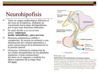 Neurohipofisis
   Tiene un origen embriológico diferente al
    del resto de la hipófisis, mediante un
    crecimiento hacia abajo del hipotálamo,
    por lo que tiene funciones diferentes.
   Se suele dividir a su vez en tres
    partes: eminencia
    media, infundibulo y pars nervosa.
   Hormona antidiurética (ADH) o
    vasopresina. Se secreta en estímulo a una
    disminución del volumen plasmático y
    como consecuencia de la disminución en
    la presión arterial
   Oxitocina. Estimula la contracción de
    las células mioepiteliales de las glándulas
    mamarias. Causa contracciones
    del útero en el orgasmo y también los
    típicos espasmos de la etapa final
    del parto.
 