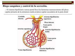 Riego sanguíneo y control de la secreción.
  .- El sistema hipofisiario venoso portal lleva las hormonas neurosecretoras del plexo
  capilar primario de la eminencia media al plexo capilar secundario de la parte distal

                   Carótida                           Arterias hipofisiarias
                   interna                            superiores

                                                       Plexo interno
                                                     Vasos porta
                                                     largos
                  Arterias capsulares
                                                        Arterias hipofisiarias
                                                        media



                                                           Vasos porta
                                                           cortos



                                                Arterias hipofisiarias
                   Venas hipofisiarias          inferiores
 