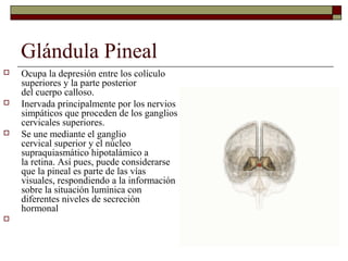 Glándula Pineal
   Ocupa la depresión entre los colículo
    superiores y la parte posterior
    del cuerpo calloso.
   Inervada principalmente por los nervios
    simpáticos que proceden de los ganglios
    cervicales superiores.
   Se une mediante el ganglio
    cervical superior y el núcleo
    supraquiasmático hipotalámico a
    la retina. Así pues, puede considerarse
    que la pineal es parte de las vías
    visuales, respondiendo a la información
    sobre la situación lumínica con
    diferentes niveles de secreción
    hormonal

 