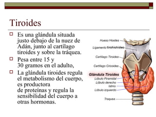 Tiroides
   Es una glándula situada
    justo debajo de la nuez de
    Adán, junto al cartílago
    tiroides y sobre la tráquea.
   Pesa entre 15 y
    30 gramos en el adulto,
   La glándula tiroides regula
    el metabolismo del cuerpo,
    es productora
    de proteínas y regula la
    sensibilidad del cuerpo a
    otras hormonas.
 