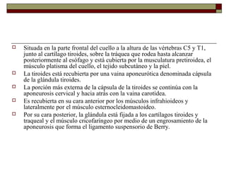    Situada en la parte frontal del cuello a la altura de las vértebras C5 y T1,
    junto al cartílago tiroides, sobre la tráquea que rodea hasta alcanzar
    posteriormente al esófago y está cubierta por la musculatura pretiroidea, el
    músculo platisma del cuello, el tejido subcutáneo y la piel.
   La tiroides está recubierta por una vaina aponeurótica denominada cápsula
    de la glándula tiroides.
   La porción más externa de la cápsula de la tiroides se continúa con la
    aponeurosis cervical y hacia atrás con la vaina carotídea.
   Es recubierta en su cara anterior por los músculos infrahioideos y
    lateralmente por el músculo esternocleidomastoideo.
   Por su cara posterior, la glándula está fijada a los cartílagos tiroides y
    traqueal y el músculo cricofaríngeo por medio de un engrosamiento de la
    aponeurosis que forma el ligamento suspensorio de Berry.
 
