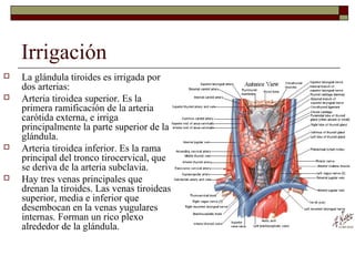 Irrigación
   La glándula tiroides es irrigada por
    dos arterias:
   Arteria tiroidea superior. Es la
    primera ramificación de la arteria
    carótida externa, e irriga
    principalmente la parte superior de la
    glándula.
   Arteria tiroidea inferior. Es la rama
    principal del tronco tirocervical, que
    se deriva de la arteria subclavia.
   Hay tres venas principales que
    drenan la tiroides. Las venas tiroideas
    superior, media e inferior que
    desembocan en la venas yugulares
    internas. Forman un rico plexo
    alrededor de la glándula.
 
