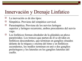 Innervación y Drenaje Linfatico
   La inervación es de dos tipos:
   Simpática. Proviene del simpático cervical.
   Parasimpática. Proviene de los nervios laríngeo
    superior y laríngeo recurrente, ambos procedentes del nervio
    vago.
   Los linfáticos forman alrededor de la glándula un plexo
    paratiroideo. Los troncos que parten de él se dividen en
    linfáticos descendentes, que terminan en ganglios situados
    delante de la tráquea y encima del timo y en linfáticos
    ascendentes, los medios terminan en uno o dos ganglios
    prelaríngeos y los laterales en los ganglios laterales del
    cuello.
 