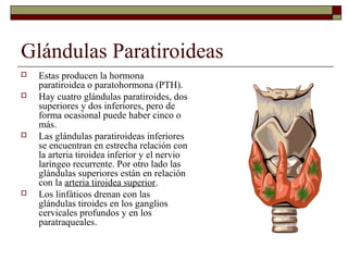 Glándulas Paratiroideas
   Estas producen la hormona
    paratiroidea o paratohormona (PTH).
   Hay cuatro glándulas paratiroides, dos
    superiores y dos inferiores, pero de
    forma ocasional puede haber cinco o
    más.
   Las glándulas paratiroideas inferiores
    se encuentran en estrecha relación con
    la arteria tiroidea inferior y el nervio
    laríngeo recurrente. Por otro lado las
    glándulas superiores están en relación
    con la arteria tiroidea superior.
   Los linfáticos drenan con las
    glándulas tiroides en los ganglios
    cervicales profundos y en los
    paratraqueales.
 