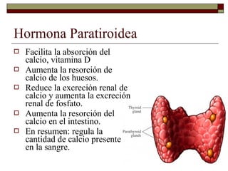 Hormona Paratiroidea
   Facilita la absorción del
    calcio, vitamina D
   Aumenta la resorción de
    calcio de los huesos.
   Reduce la excreción renal de
    calcio y aumenta la excreción
    renal de fosfato.
   Aumenta la resorción del
    calcio en el intestino.
   En resumen: regula la
    cantidad de calcio presente
    en la sangre.
 