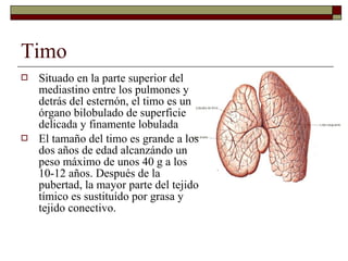 Timo
   Situado en la parte superior del
    mediastino entre los pulmones y
    detrás del esternón, el timo es un
    órgano bilobulado de superficie
    delicada y finamente lobulada
   El tamaño del timo es grande a los
    dos años de edad alcanzándo un
    peso máximo de unos 40 g a los
    10-12 años. Después de la
    pubertad, la mayor parte del tejido
    tímico es sustituído por grasa y
    tejido conectivo.
 