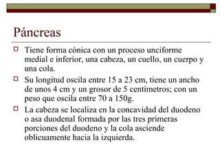 Páncreas
   Tiene forma cónica con un proceso unciforme
    medial e inferior, una cabeza, un cuello, un cuerpo y
    una cola.
   Su longitud oscila entre 15 a 23 cm, tiene un ancho
    de unos 4 cm y un grosor de 5 centímetros; con un
    peso que oscila entre 70 a 150g.
   La cabeza se localiza en la concavidad del duodeno
    o asa duodenal formada por las tres primeras
    porciones del duodeno y la cola asciende
    oblicuamente hacia la izquierda.
 
