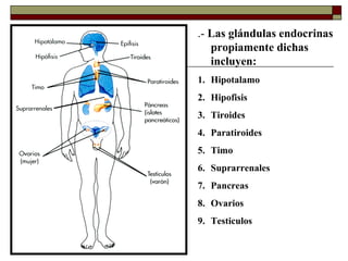 .- Las glándulas endocrinas
   propiamente dichas
   incluyen:
1. Hipotalamo
2. Hipofisis
3. Tiroides
4. Paratiroides
5. Timo
6. Suprarrenales
7. Pancreas
8. Ovarios
9. Testiculos
 