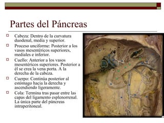 Partes del Páncreas
    Cabeza: Dentro de la curvatura
     duodenal, media y superior.
    Proceso unciforme: Posterior a los
     vasos mesentéricos superiores,
     mediales e inferior.
    Cuello: Anterior a los vasos
     mesentéricos superiores. Posterior a
     él se crea la vena porta. A la
     derecha de la cabeza.
    Cuerpo: Continúa posterior al
     estómago hacia la derecha y
     ascendiendo ligeramente.
    Cola: Termina tras pasar entre las
     capas del ligamento esplenorrenal.
     La única parte del páncreas
     intraperitoneal.
 