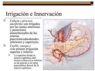 Irrigación e Innervación
    Cabeza y proceso
     unciforme son irrigados
     por las ramas anteriores
     y posteriores
     anastomosadas de las
     arterias
     pancreaticoduodenales
     inferiores y superiores.
    Cuello, cuerpo y
     cola poseen irrigación
     superior e inferior.
        La superior desde la
         arteria esplénica (del
         tronco celíaco) La inferior
         se da gracias a la rama
         pancreática dorsal de la
         arteria esplénica
 