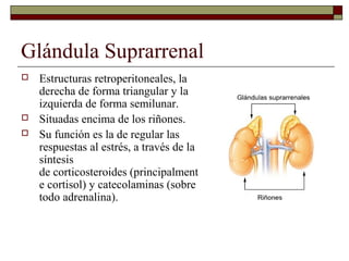 Glándula Suprarrenal
   Estructuras retroperitoneales, la
    derecha de forma triangular y la
    izquierda de forma semilunar.
   Situadas encima de los riñones.
   Su función es la de regular las
    respuestas al estrés, a través de la
    síntesis
    de corticosteroides (principalment
    e cortisol) y catecolaminas (sobre
    todo adrenalina).
 
