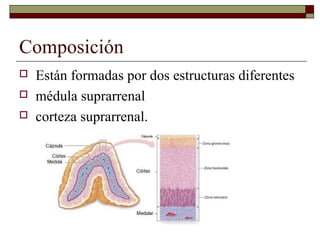 Composición
   Están formadas por dos estructuras diferentes
   médula suprarrenal
   corteza suprarrenal.
 