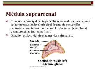 Médula suprarrenal
   Compuesta principalmente por células cromafines productoras
    de hormonas, siendo el principal órgano de conversión
    de tirosina en catecolaminas como la adrenalina (epinefrina)
    y noradrenalina (norepinefrina).
   Ganglio nervioso del sistema nervioso simpático.
 