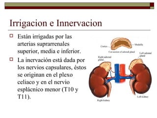 Irrigacion e Innervacion
   Están irrigadas por las
    arterias suprarrenales
    superior, media e inferior.
   La inervación está dada por
    los nervios capsulares, éstos
    se originan en el plexo
    celiaco y en el nervio
    esplácnico menor (T10 y
    T11).
 