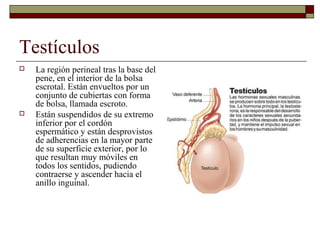 Testículos
   La región perineal tras la base del
    pene, en el interior de la bolsa
    escrotal. Están envueltos por un
    conjunto de cubiertas con forma
    de bolsa, llamada escroto.
   Están suspendidos de su extremo
    inferior por el cordón
    espermático y están desprovistos
    de adherencias en la mayor parte
    de su superficie exterior, por lo
    que resultan muy móviles en
    todos los sentidos, pudiendo
    contraerse y ascender hacia el
    anillo inguinal.
 