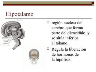 Hipotalamo
                región nuclear del
                 cerebro que forma
                 parte del diencéfalo, y
                 se sitúa inferior
                 al tálamo.
                Regula la liberación
                 de hormonas de
                 la hipófisis
 