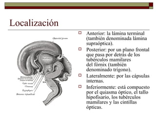 Localización
                  Anterior: la lámina terminal
                   (también denominada lámina
                   supraóptica).
                  Posterior: por un plano frontal
                   que pasa por detrás de los
                   tubérculos mamilares
                   del fórnix (también
                   denominado trígono).
                  Lateralmente: por las cápsulas
                   internas.
                  Inferiormente: está compuesto
                   por el quiasma óptico, el tallo
                   hipofisario, los tubérculos
                   mamilares y las cintillas
                   ópticas.
 